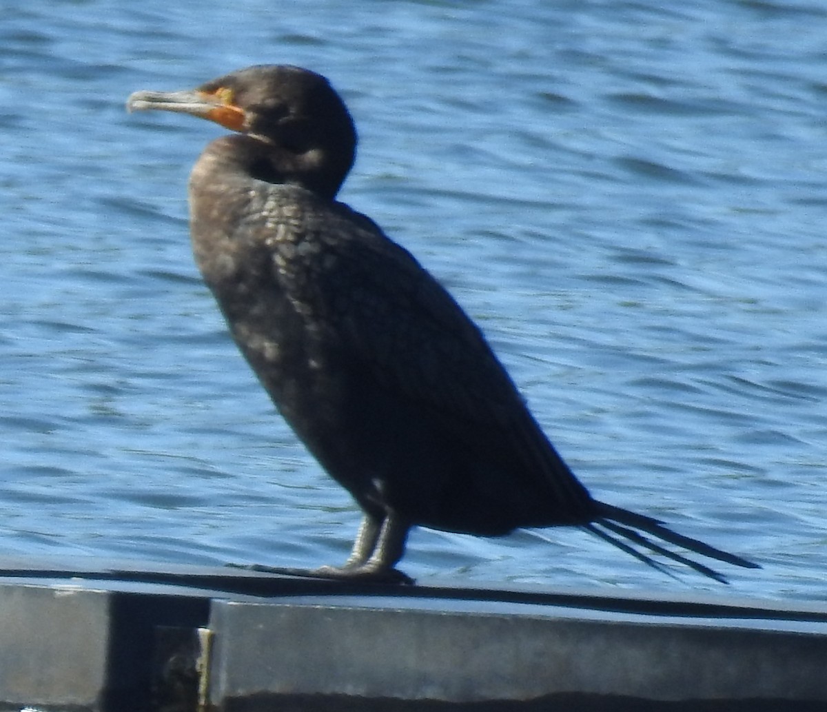 Double-crested Cormorant - Alfred Thomson