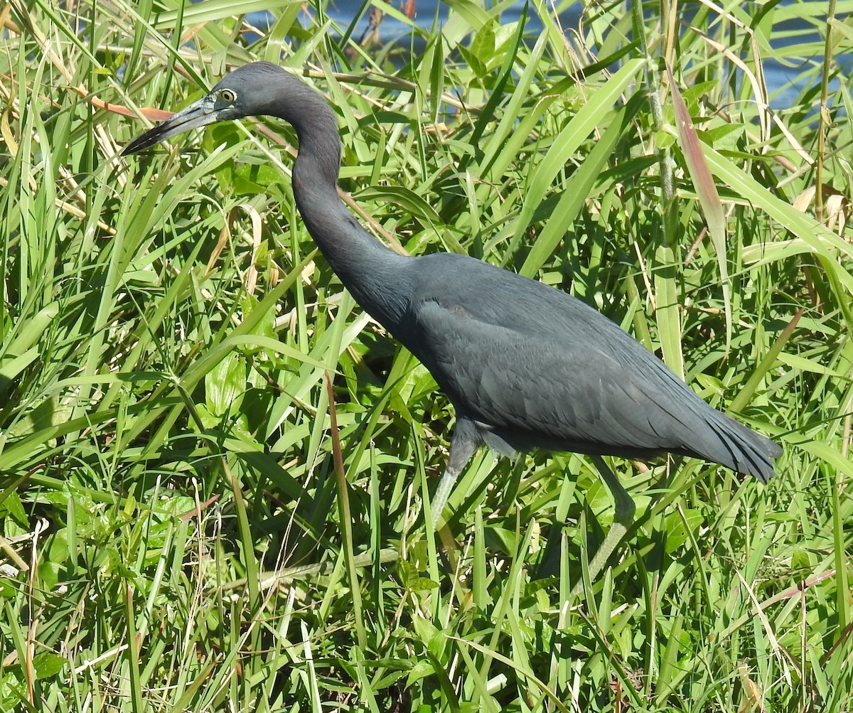 Little Blue Heron - ML613771554