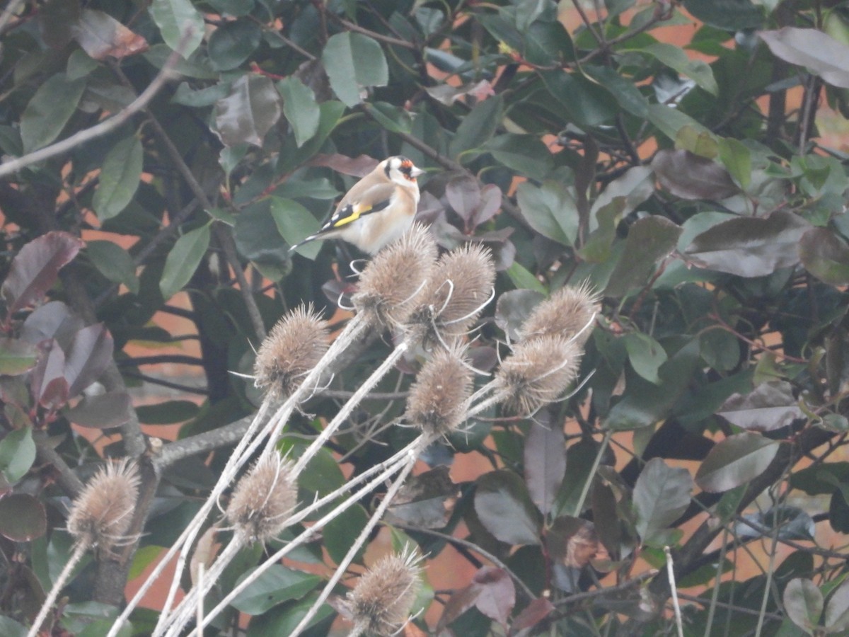 European Goldfinch - Ewout Ruysbergh