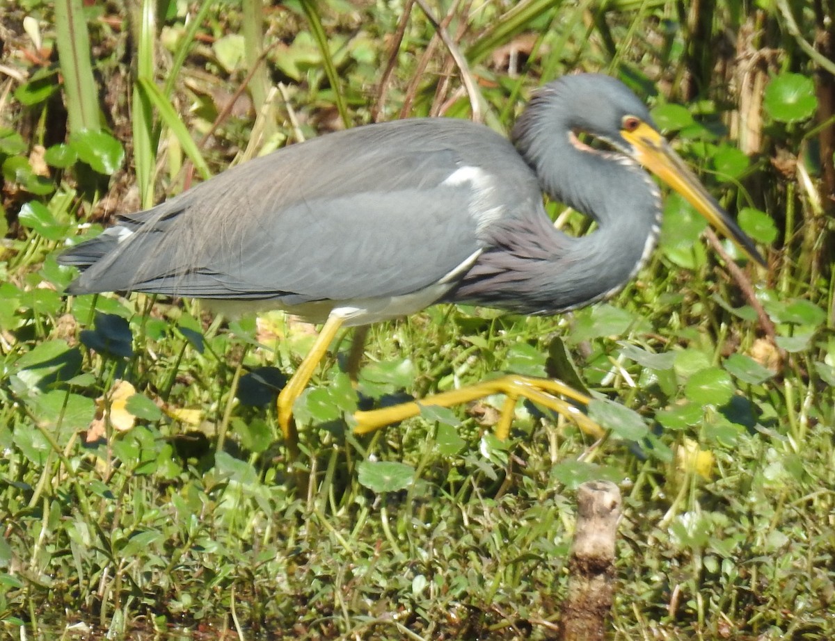 Tricolored Heron - Alfred Thomson