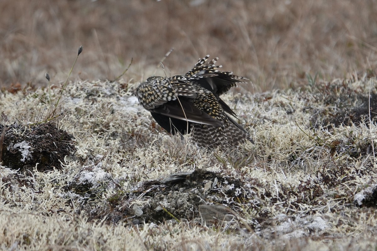 American Golden-Plover - Dave Williams