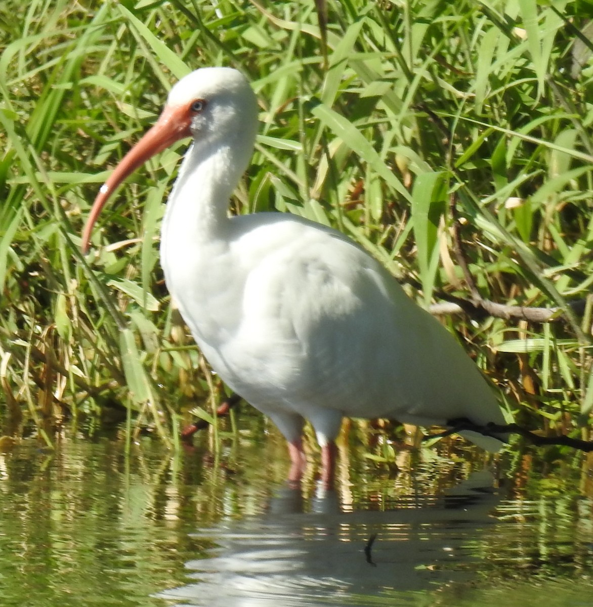 White Ibis - Alfred Thomson