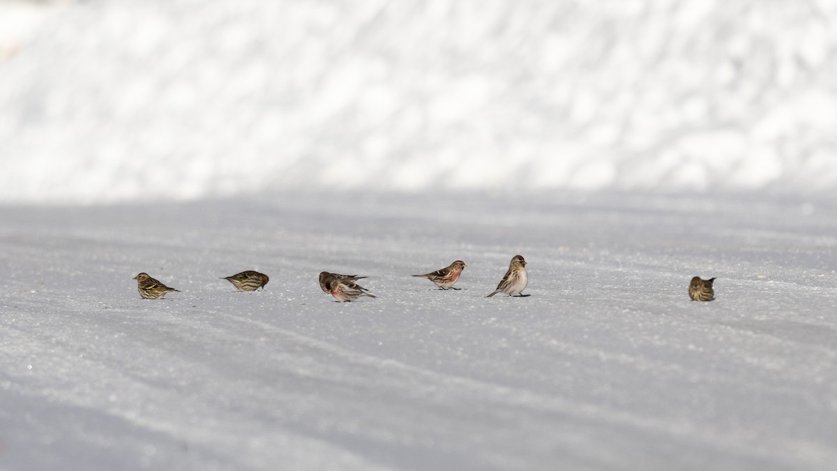 Redpoll (Common) - ML613771573