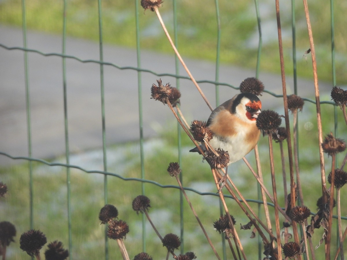 European Goldfinch - Ewout Ruysbergh