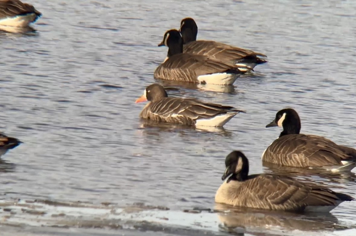 Greater White-fronted Goose - ML613771582