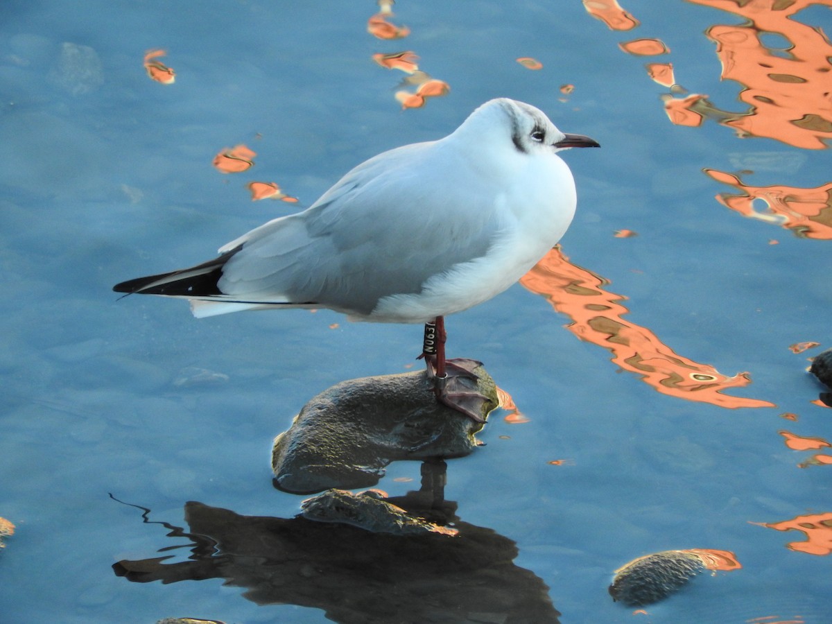 Mouette rieuse - ML613771614