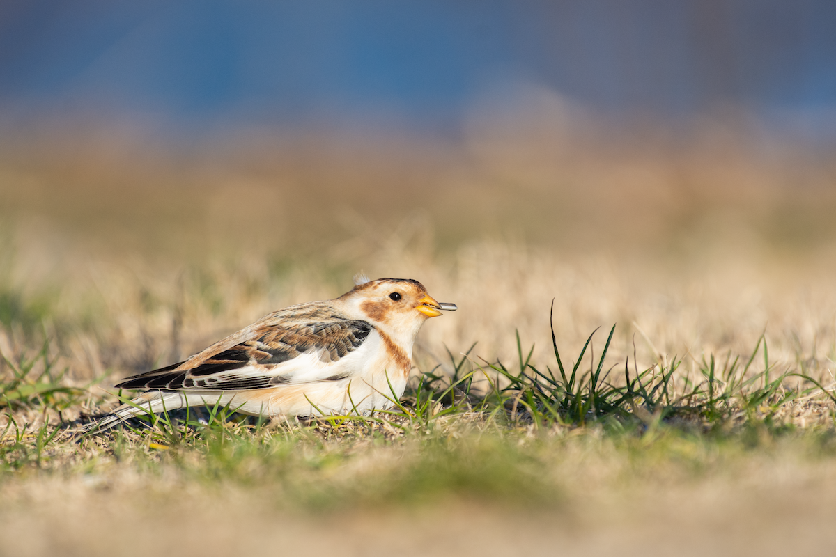 Snow Bunting - ML613771631