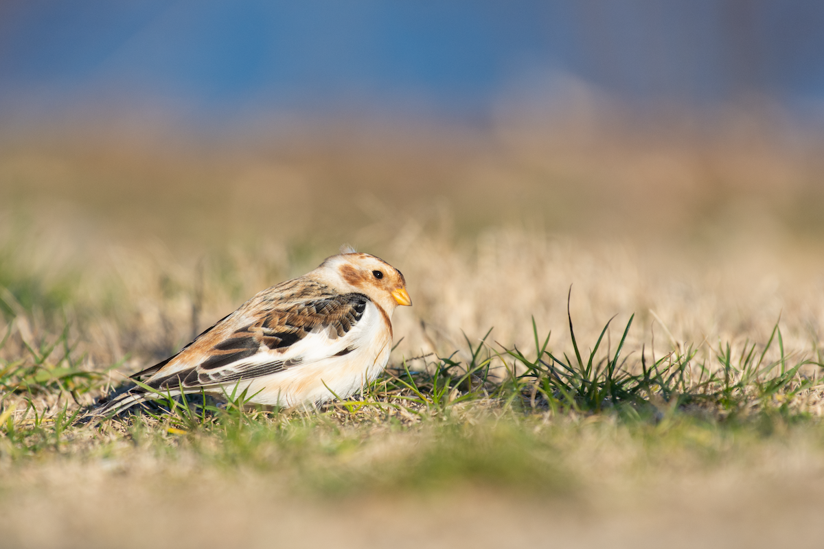 Snow Bunting - ML613771632