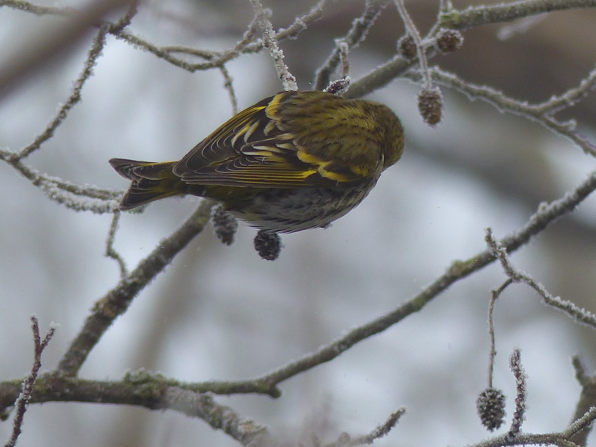 Eurasian Siskin - ML613771652