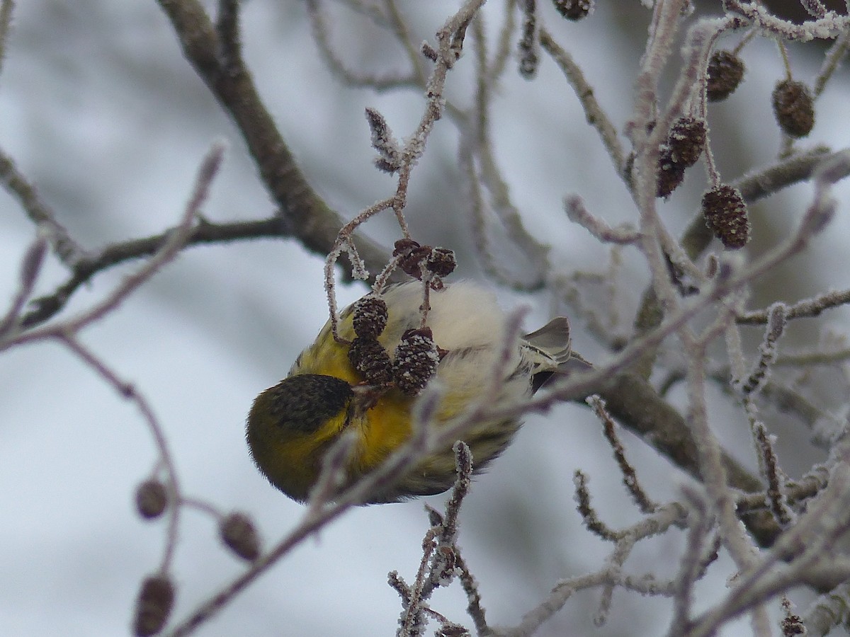 Eurasian Siskin - ML613771654