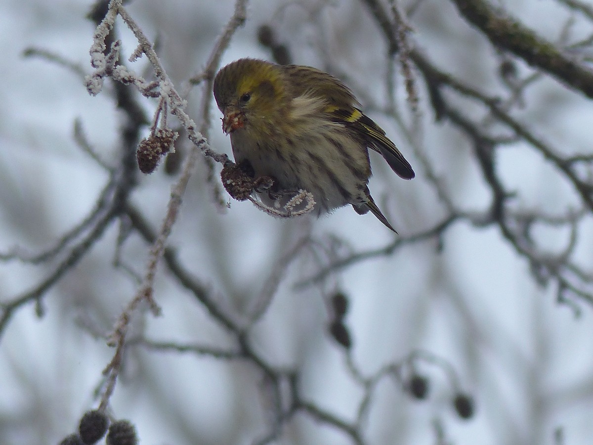 Eurasian Siskin - Coleta Holzhäuser