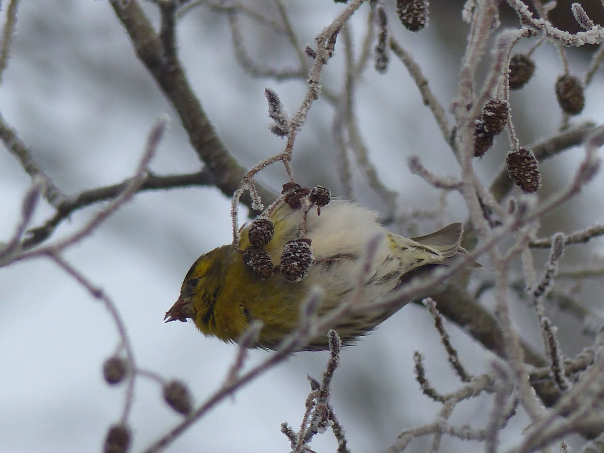 Eurasian Siskin - Coleta Holzhäuser