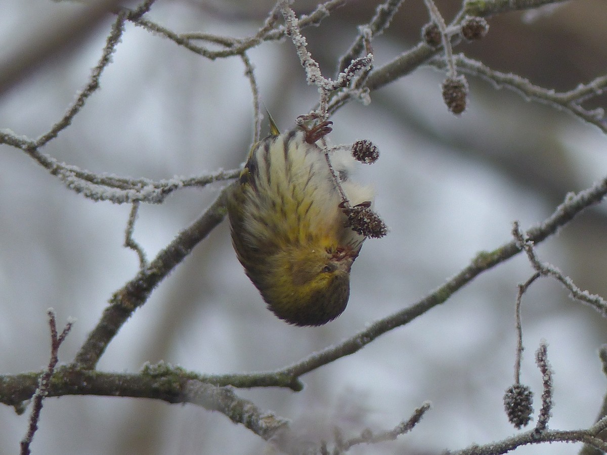 Eurasian Siskin - ML613771659