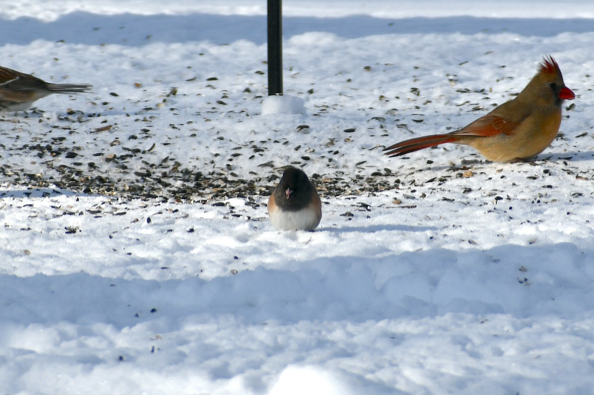 Junco ardoisé (groupe oreganus) - ML613771757