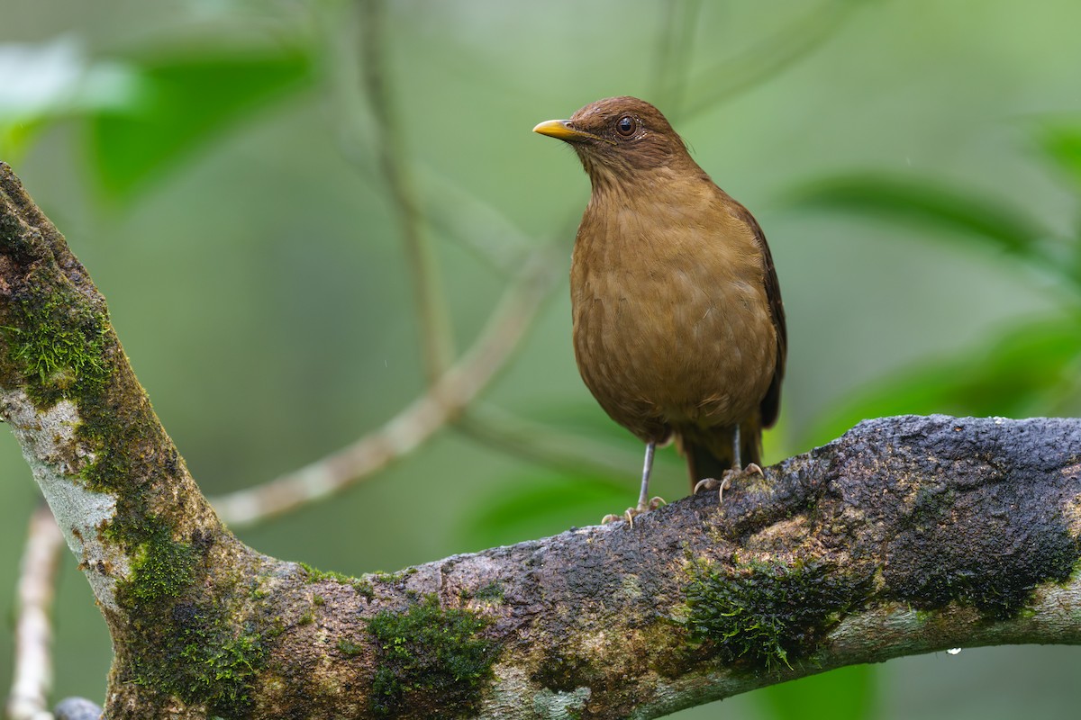 Clay-colored Thrush - ML613771761