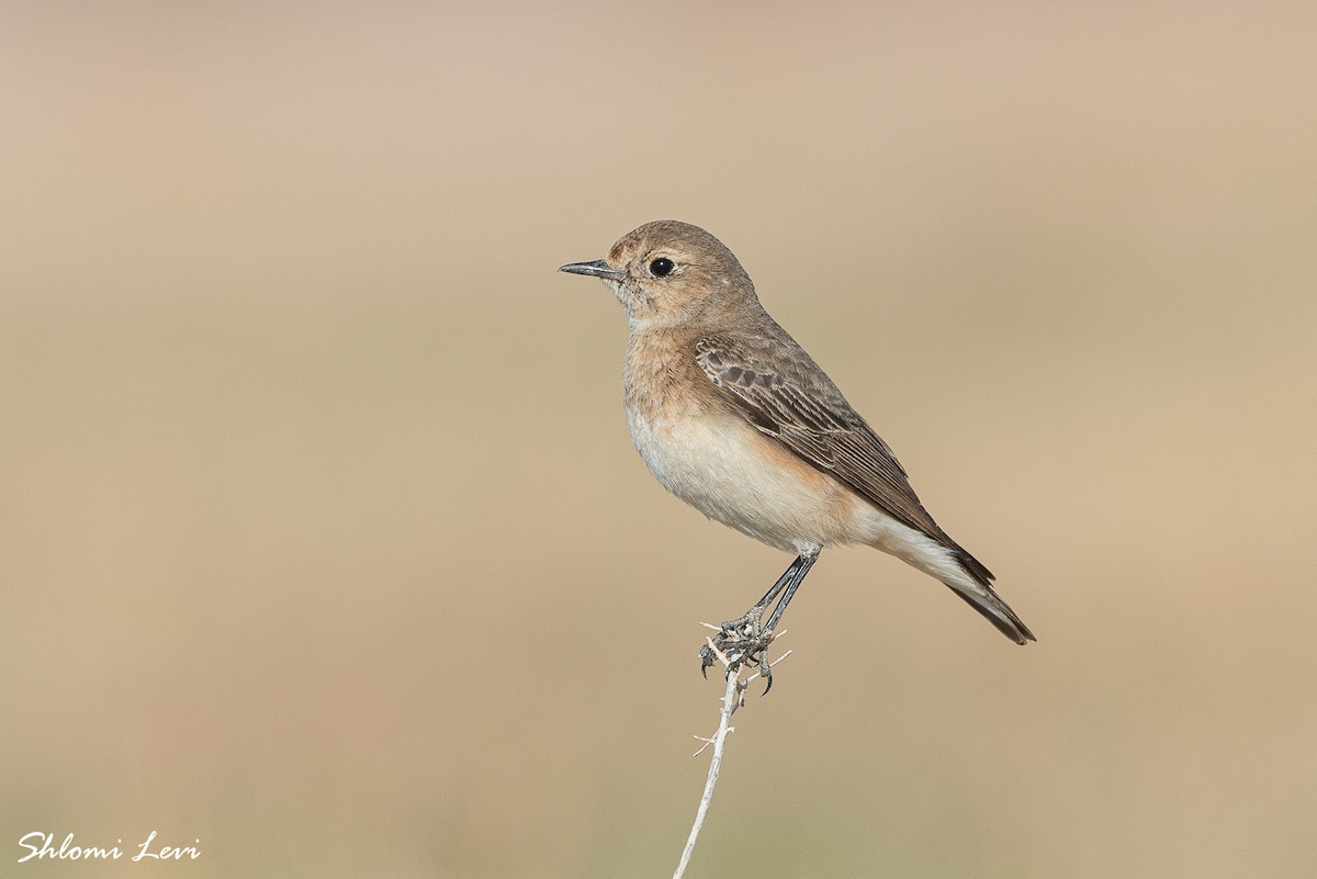 Pied Wheatear - ML613771777