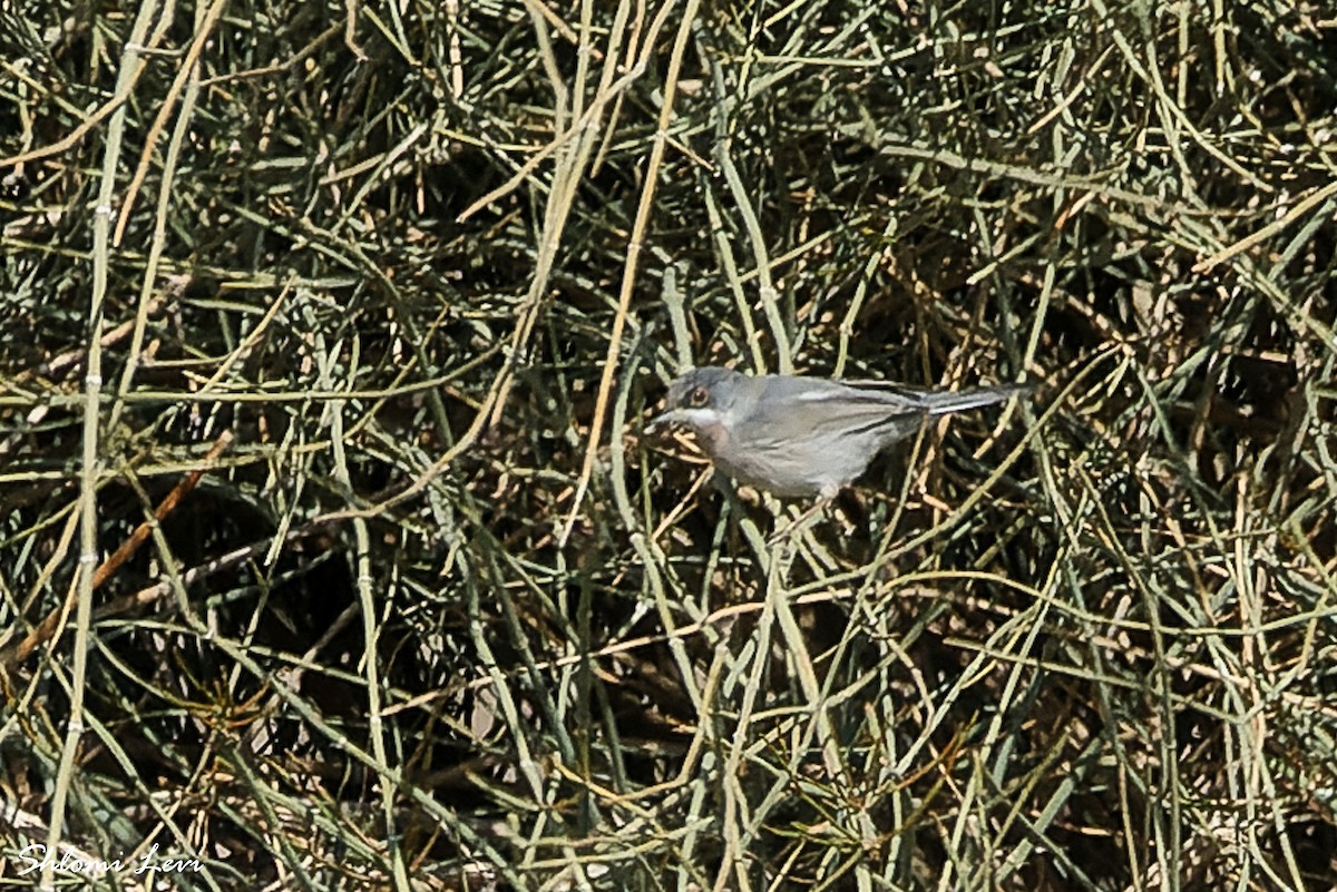 Menetries's Warbler - ML613771796