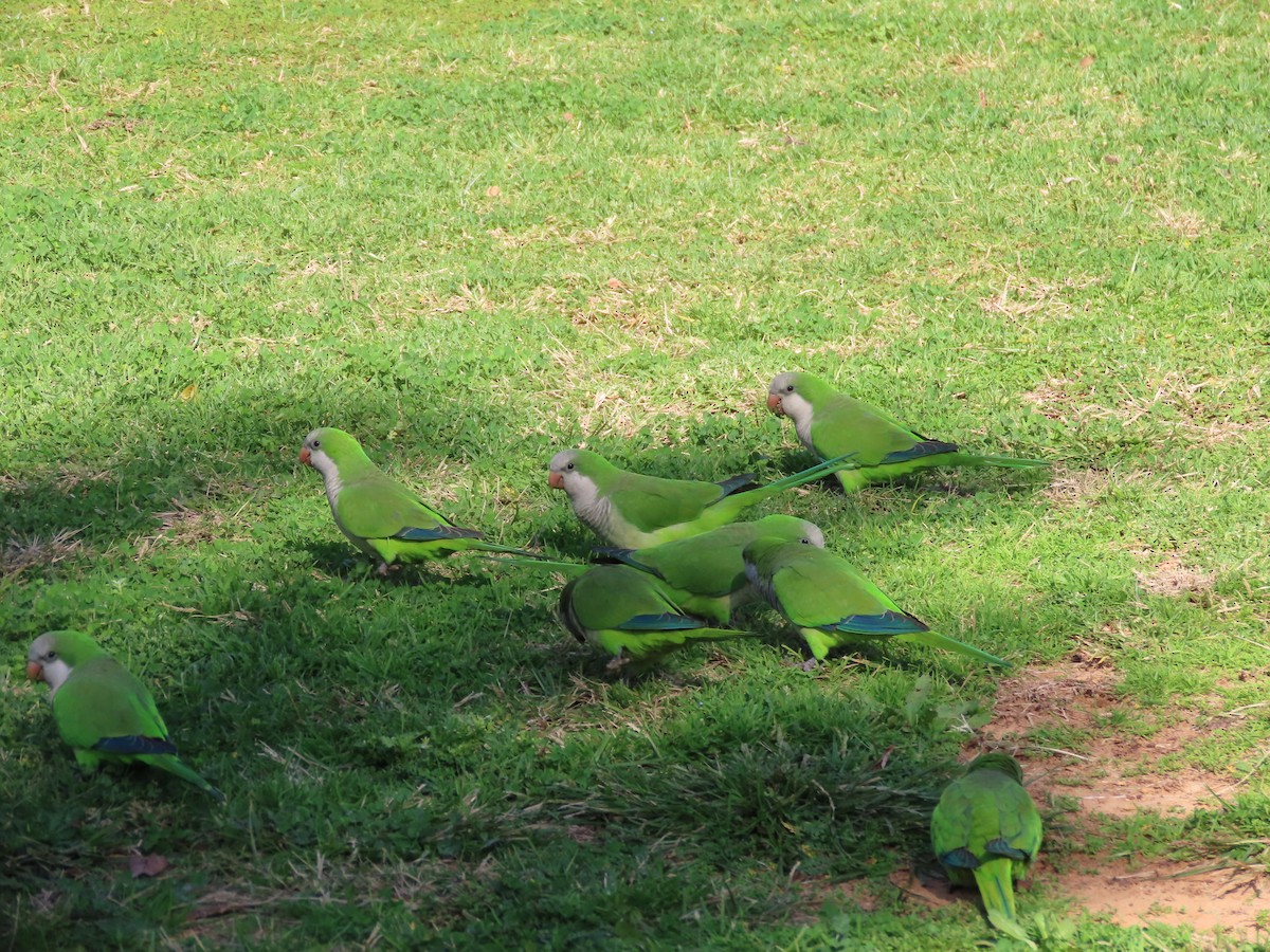 Monk Parakeet - ML613771812