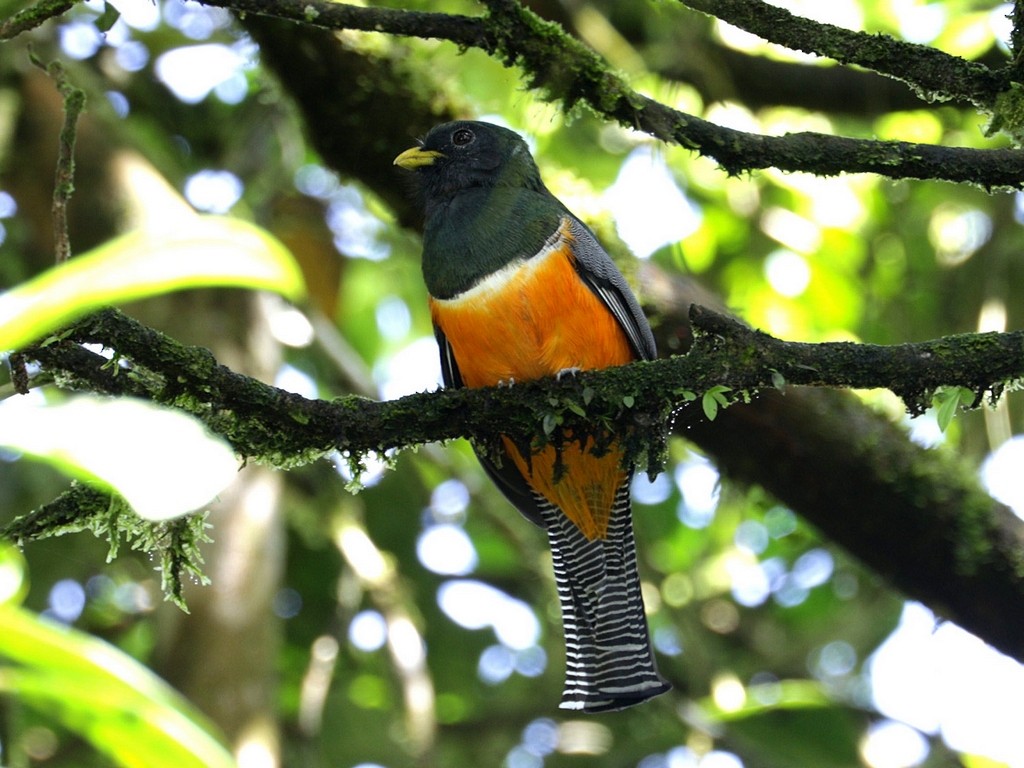 Collared Trogon - ML613771952