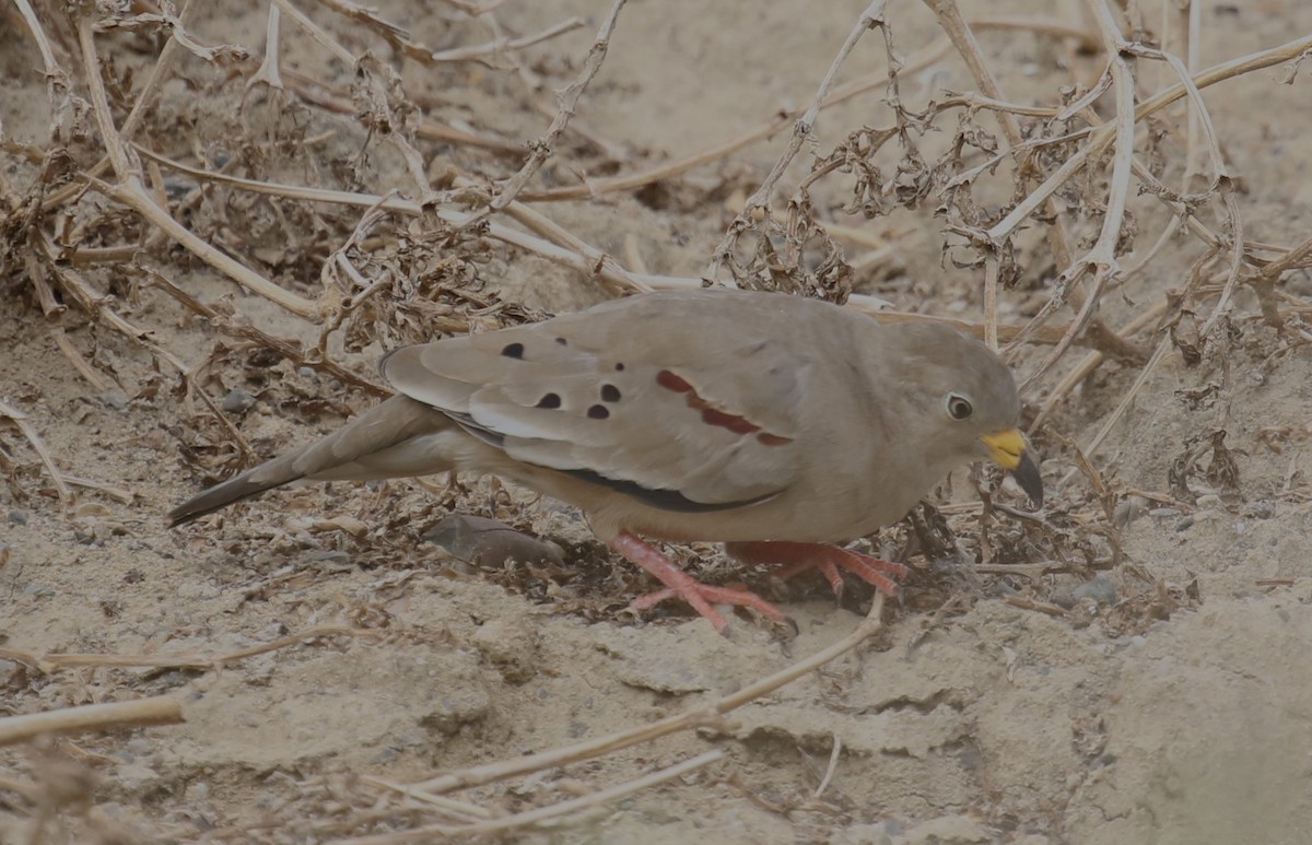 Peru Serçe Kumrusu - ML613771980