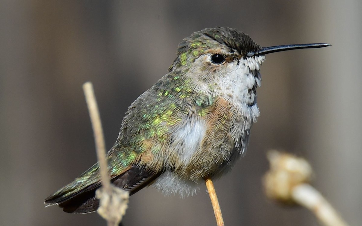 Rufous/Allen's Hummingbird - ML613771997