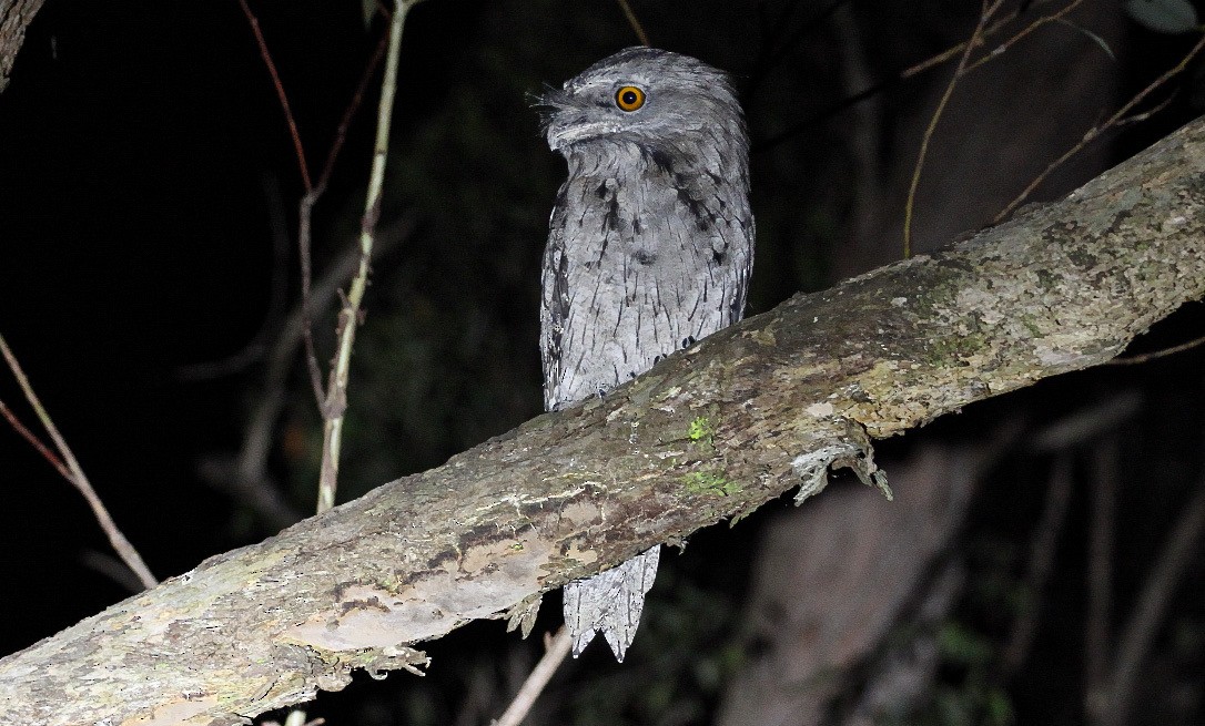 Tawny Frogmouth - ML613772013