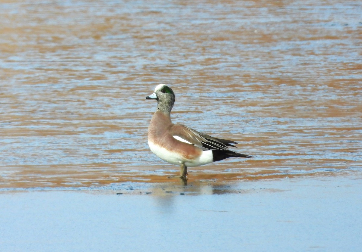 American Wigeon - ML613772014