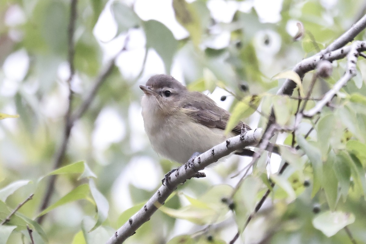 Warbling Vireo - ML613772033