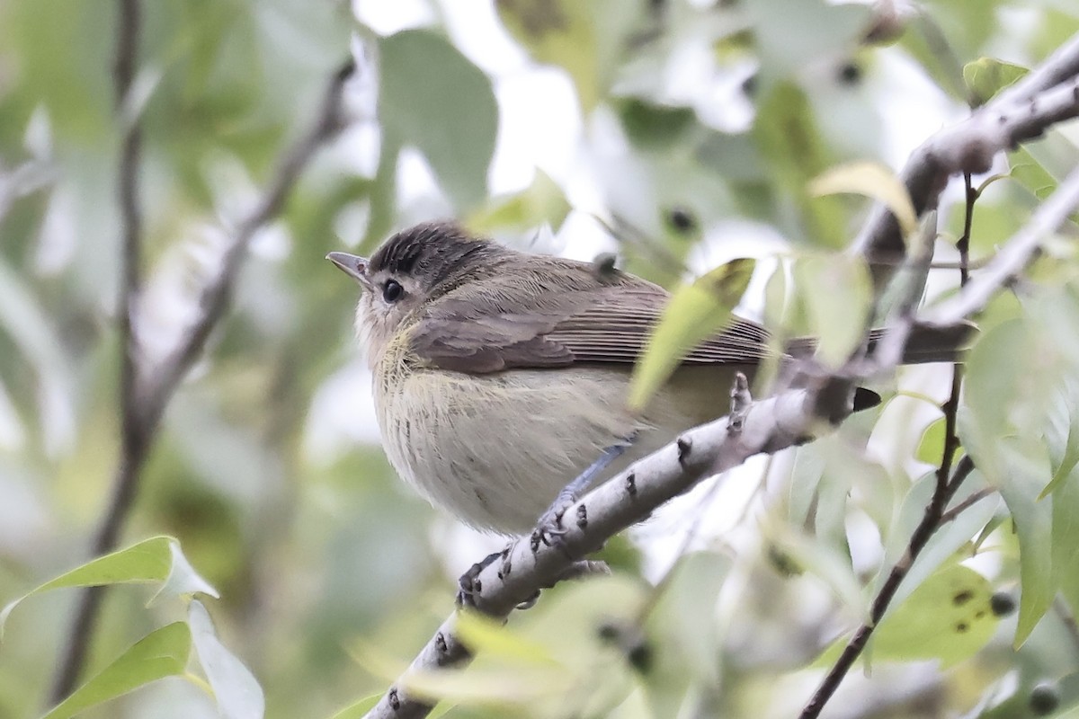 Warbling Vireo - ML613772036