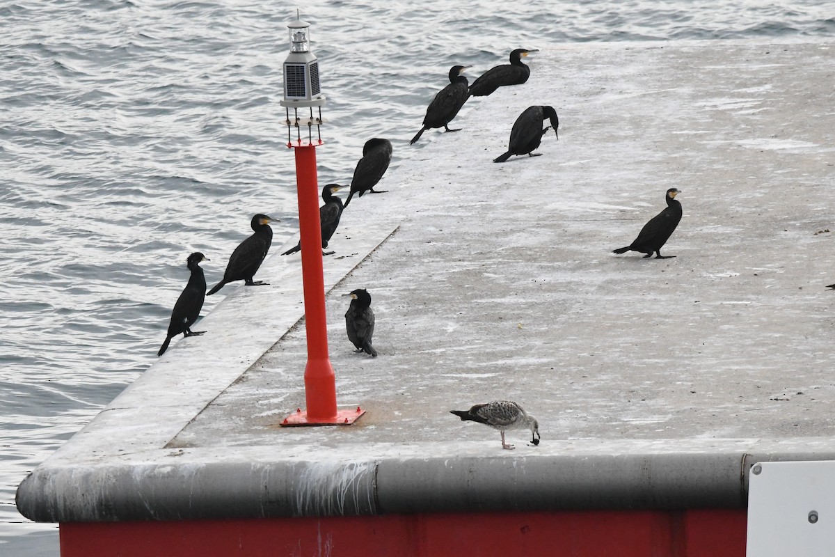 Great Cormorant - ML613772037