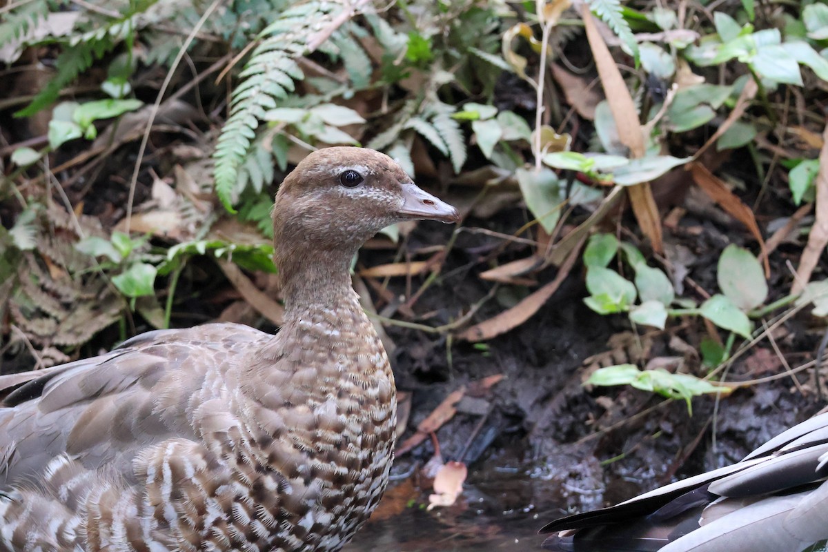 Maned Duck - ML613772081