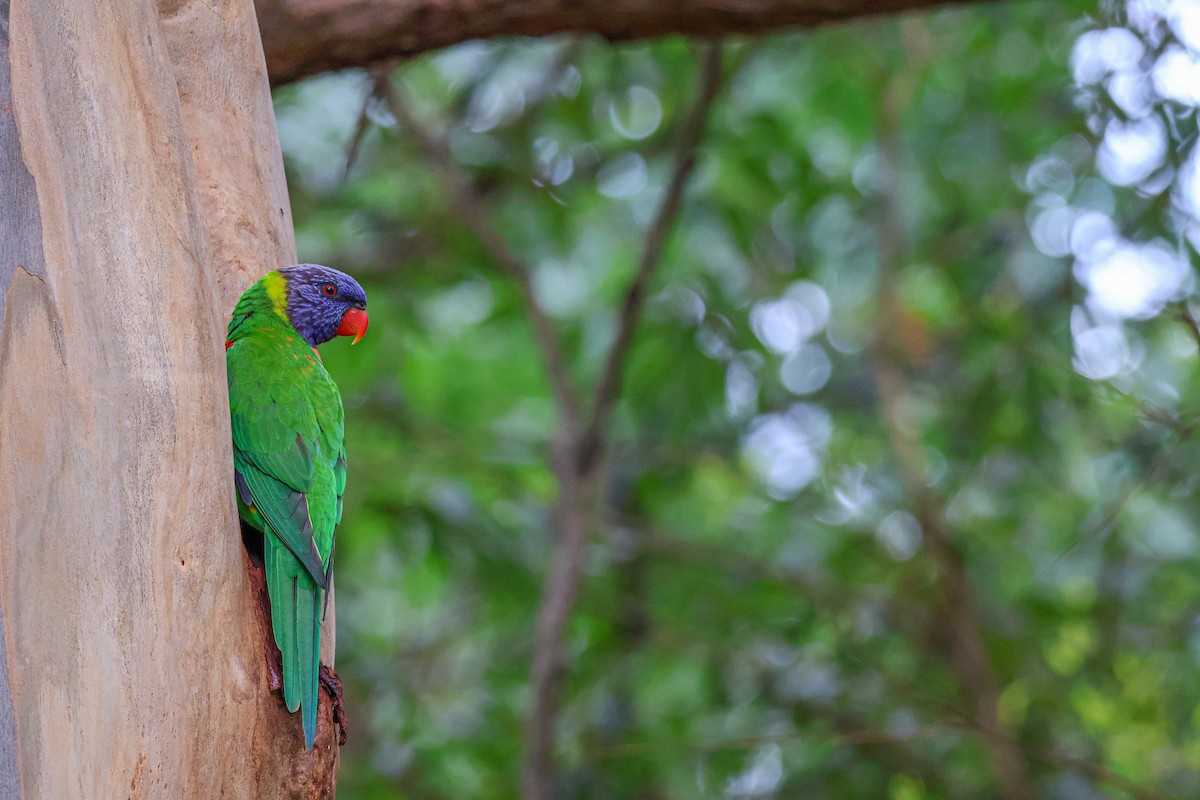 Rainbow Lorikeet - ML613772112