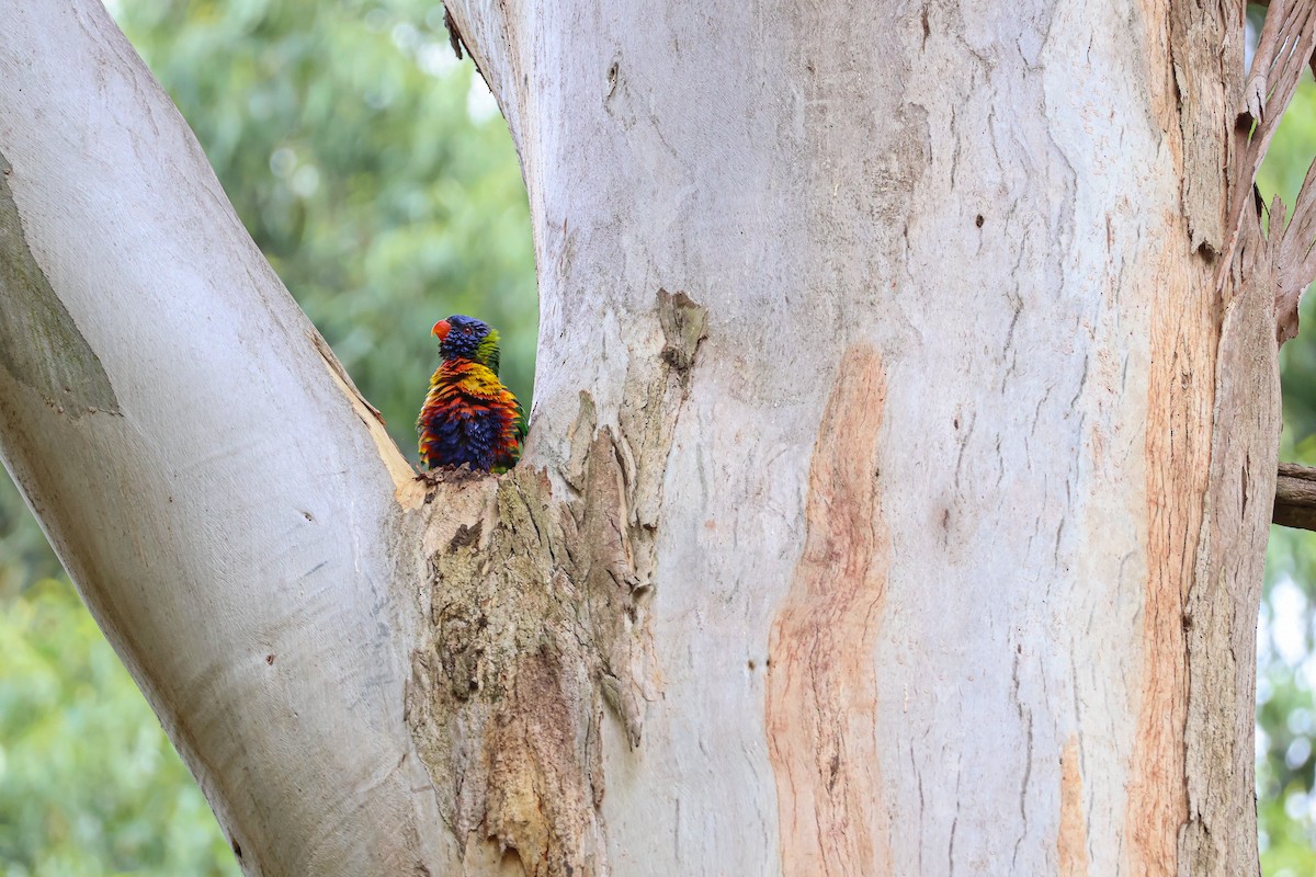 Rainbow Lorikeet - ML613772118