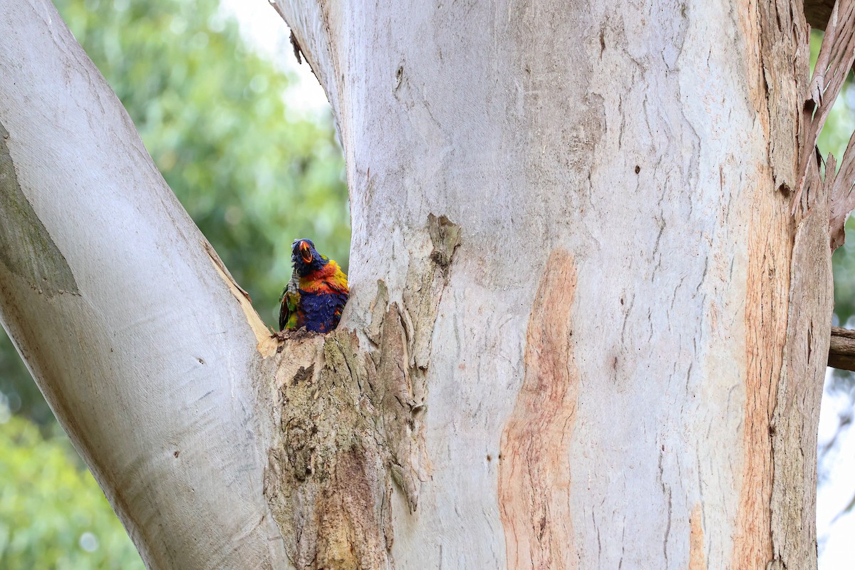 Rainbow Lorikeet - ML613772120