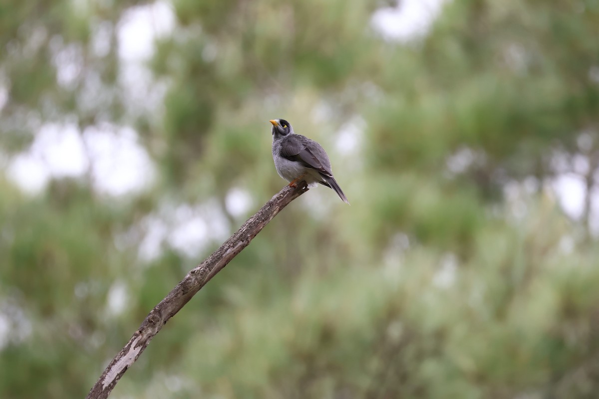 Noisy Miner - ML613772122