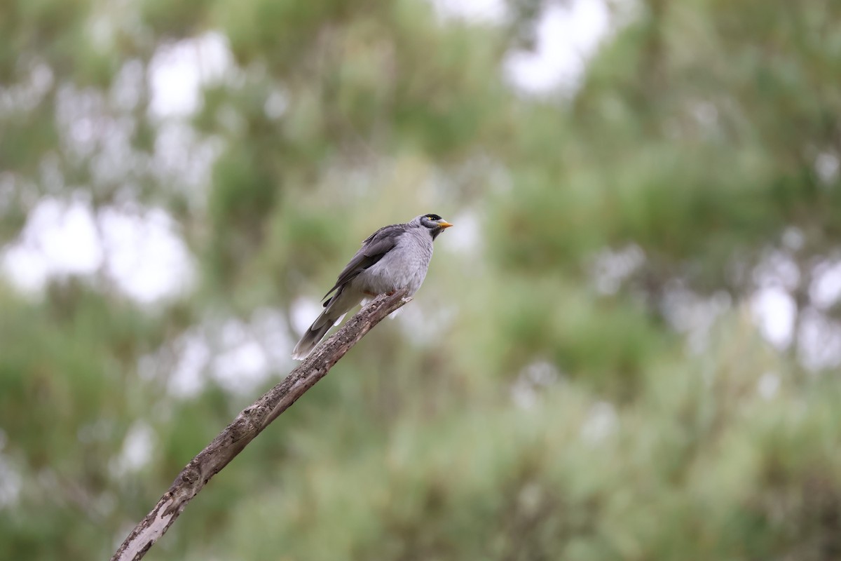 Noisy Miner - ML613772123