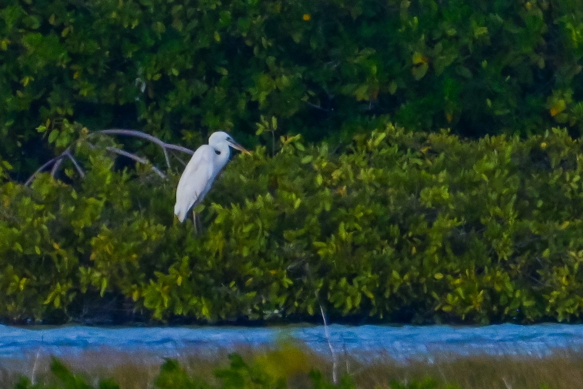 Great Blue Heron (Great White) - ML613772126