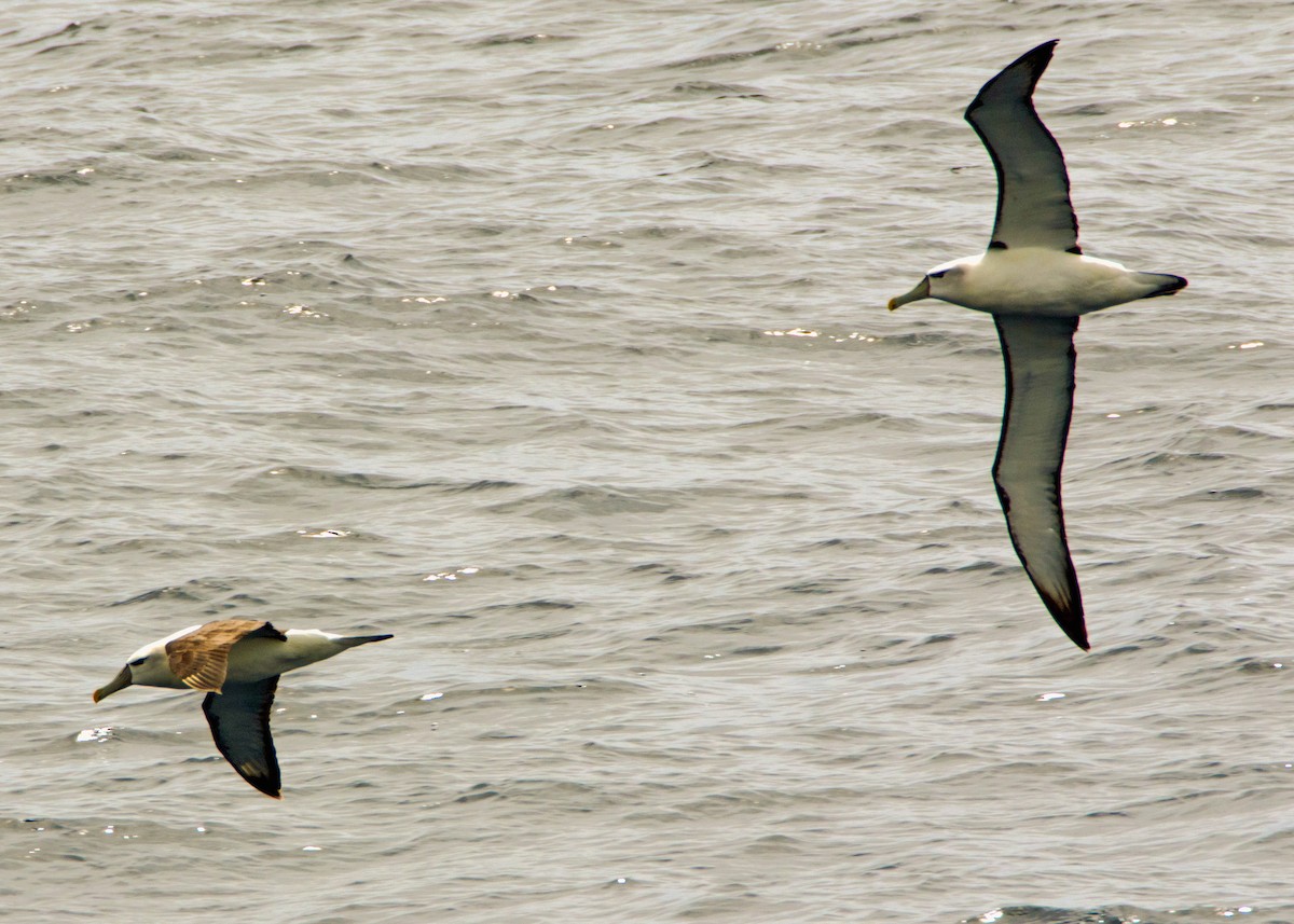 White-capped Albatross - ML613772153