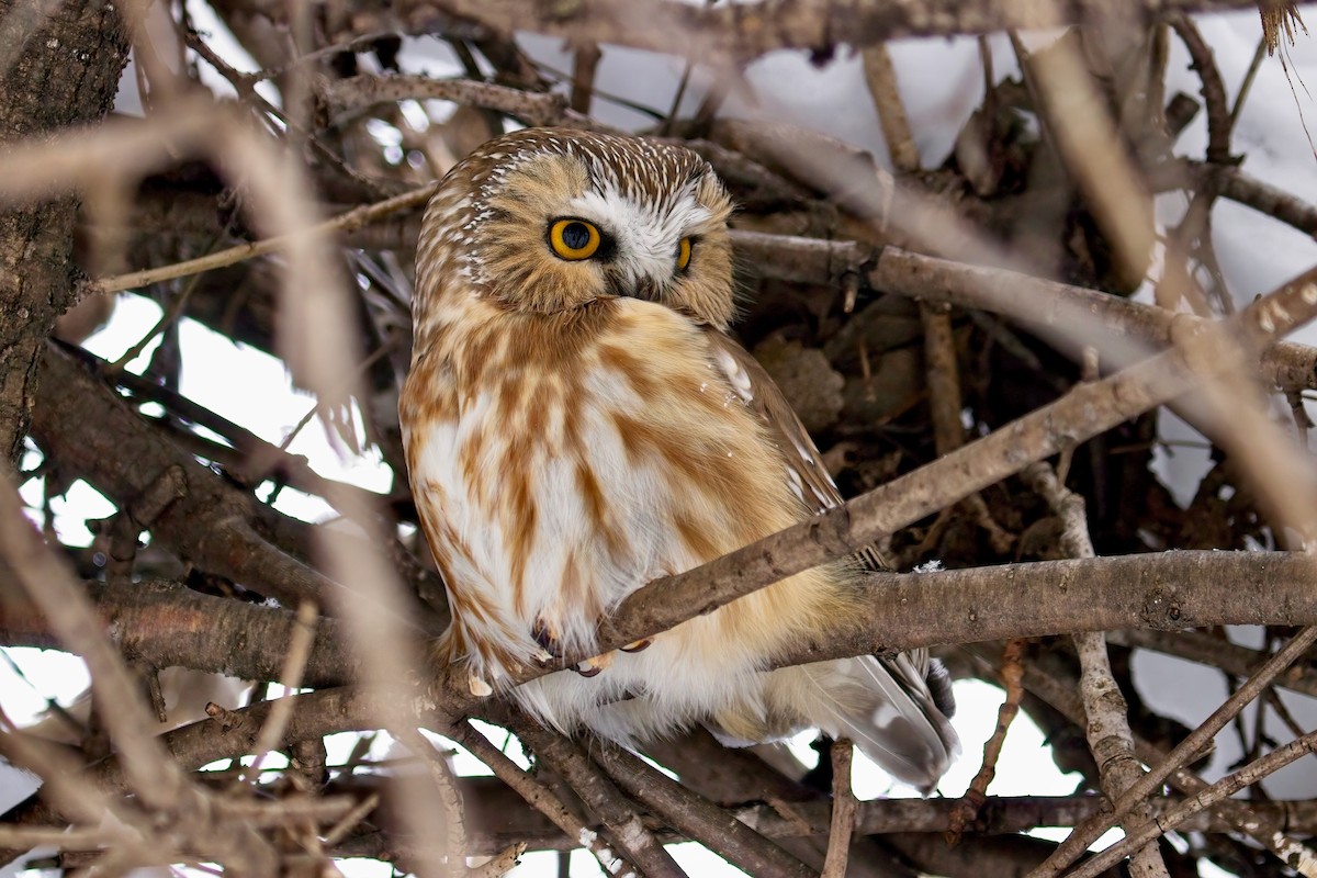 Northern Saw-whet Owl - ML613772278