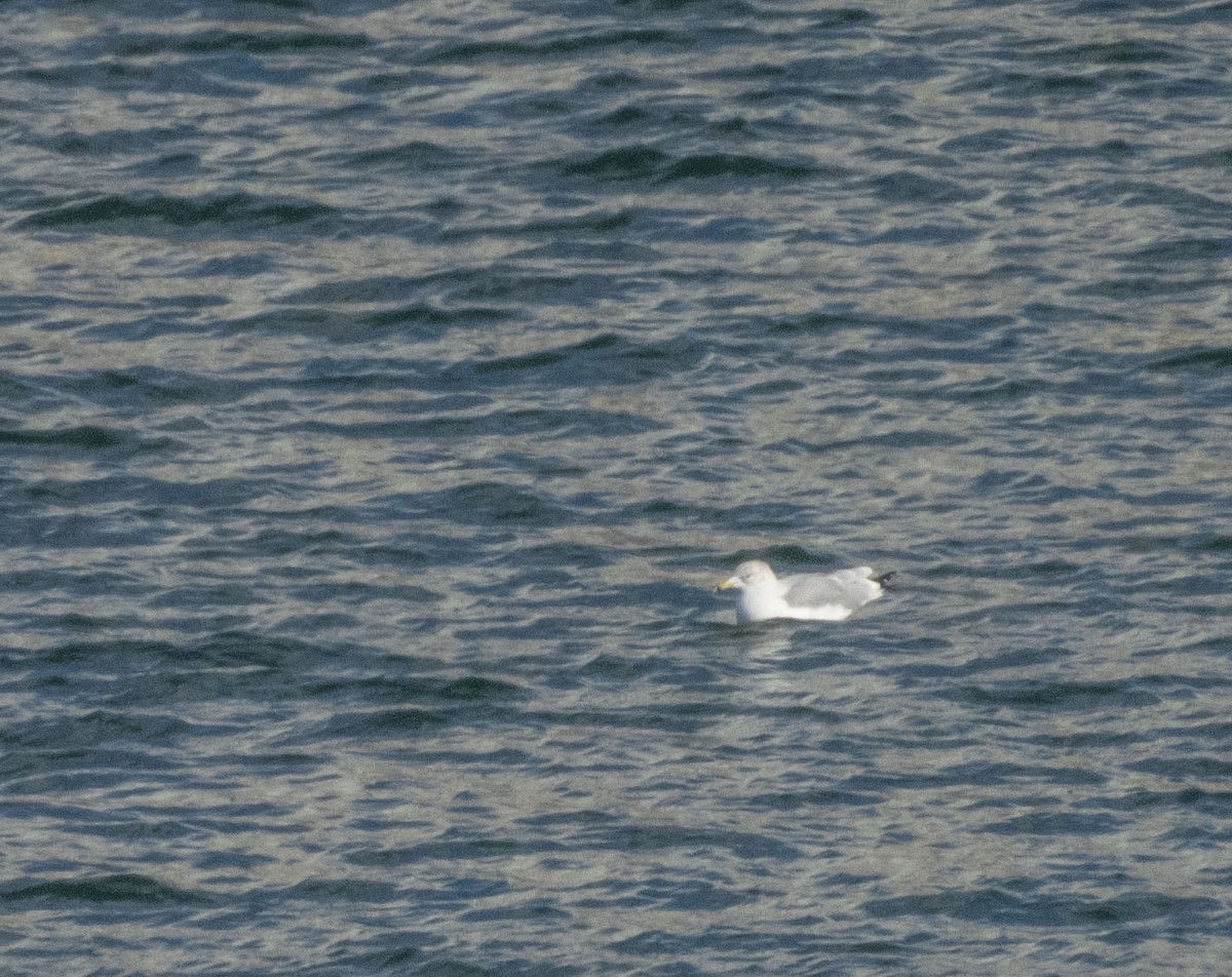 Ring-billed Gull - ML613772389