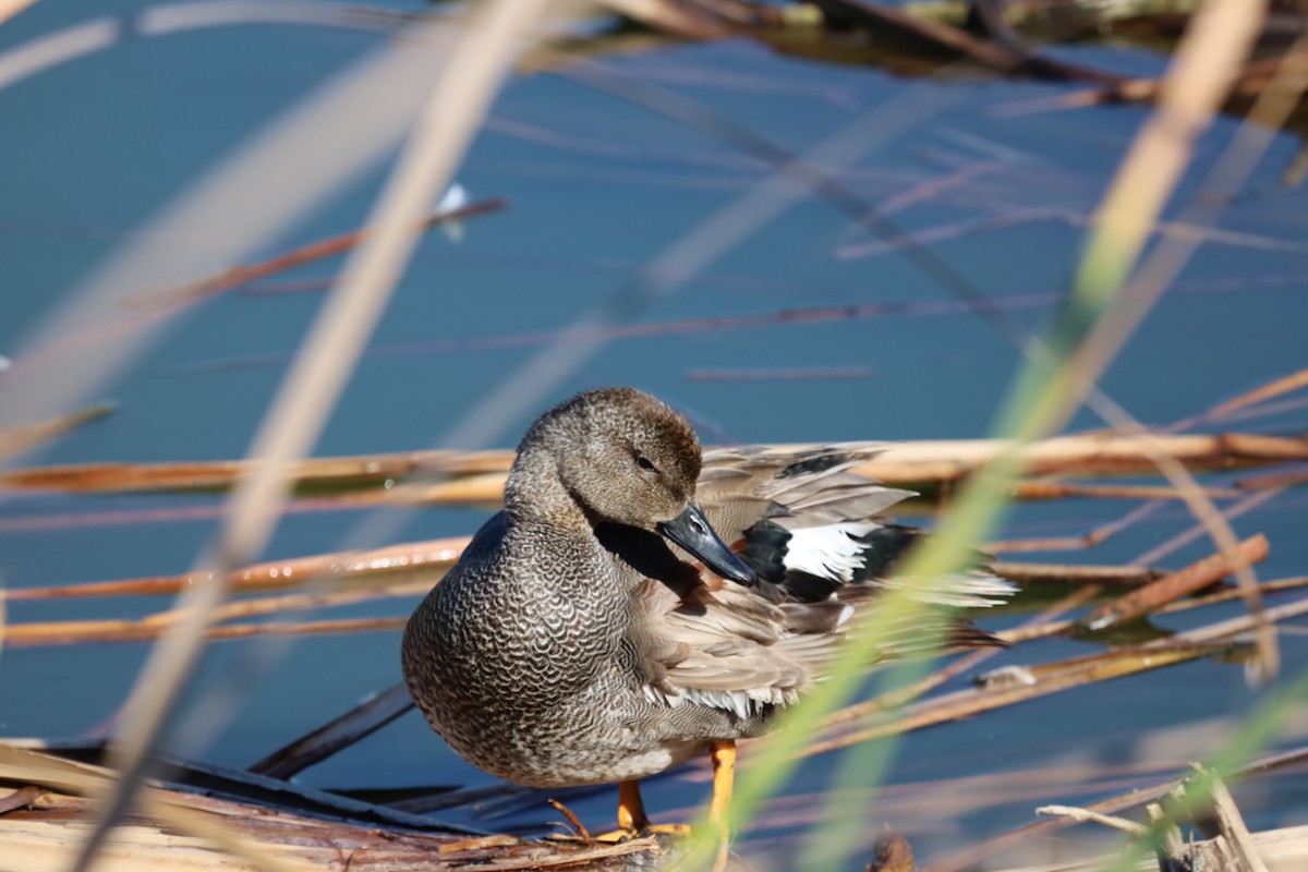 Gadwall - ML613772419