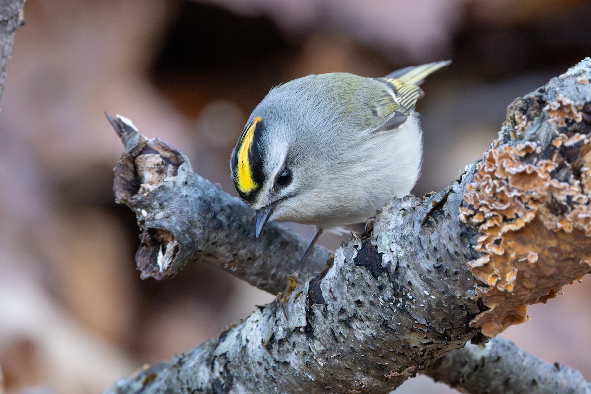 Golden-crowned Kinglet - R Brodell