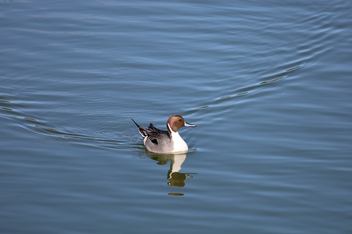 Northern Pintail - Luís Filipe Ferreira