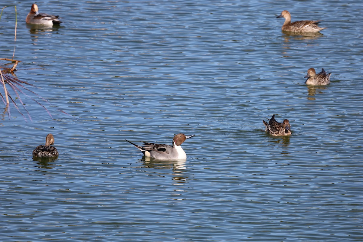 Northern Pintail - Luís Filipe Ferreira