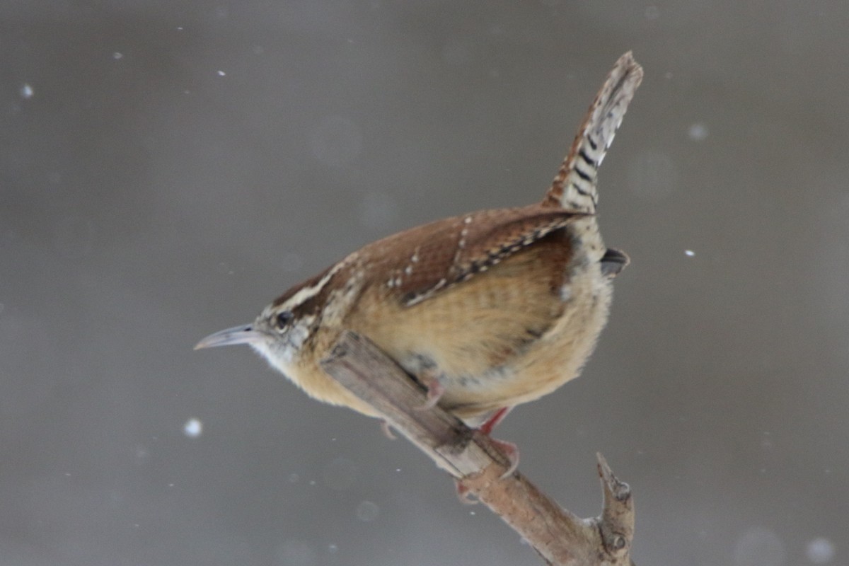 Carolina Wren - ML613772544