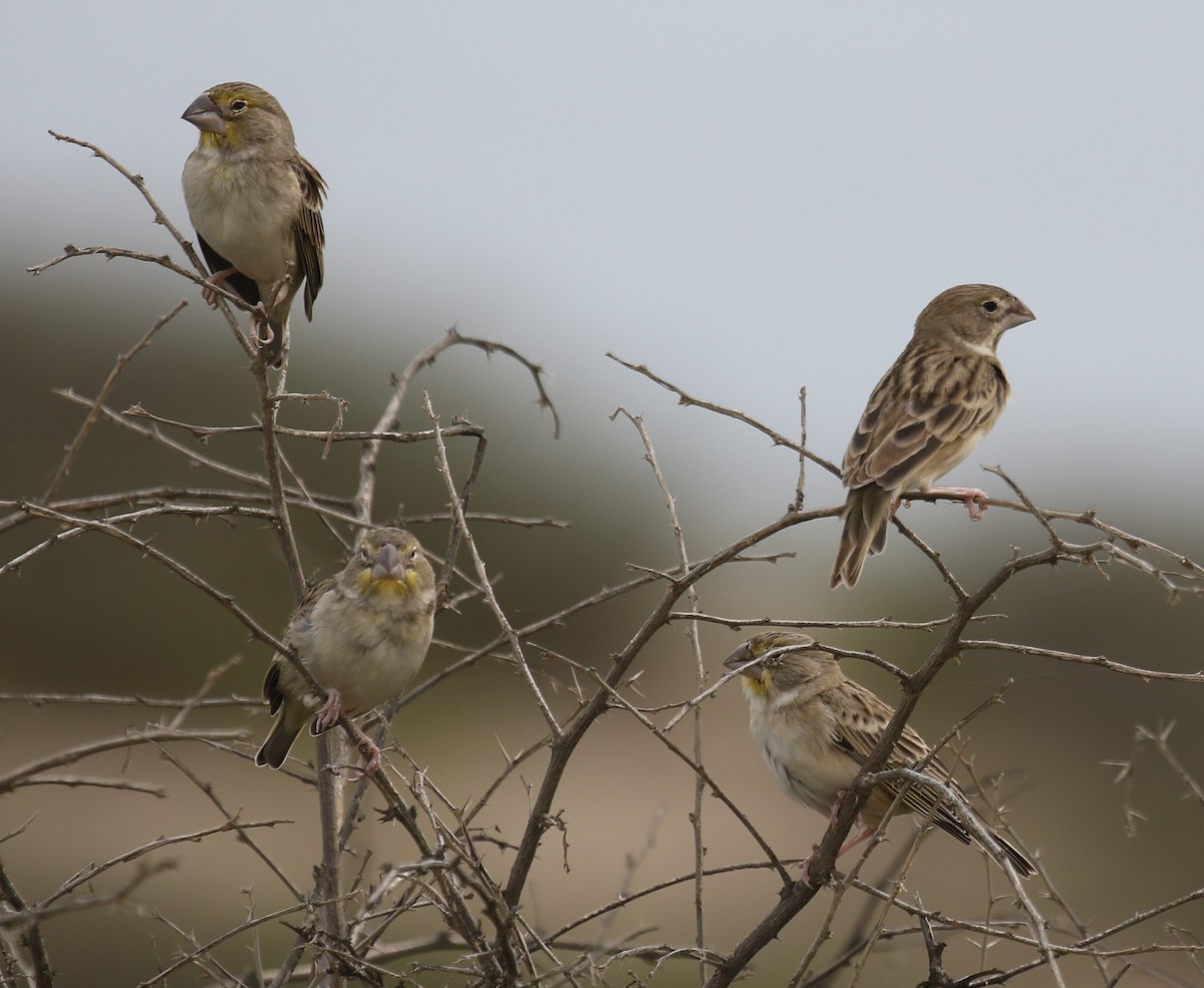 Sulphur-throated Finch - Bradley Waggoner