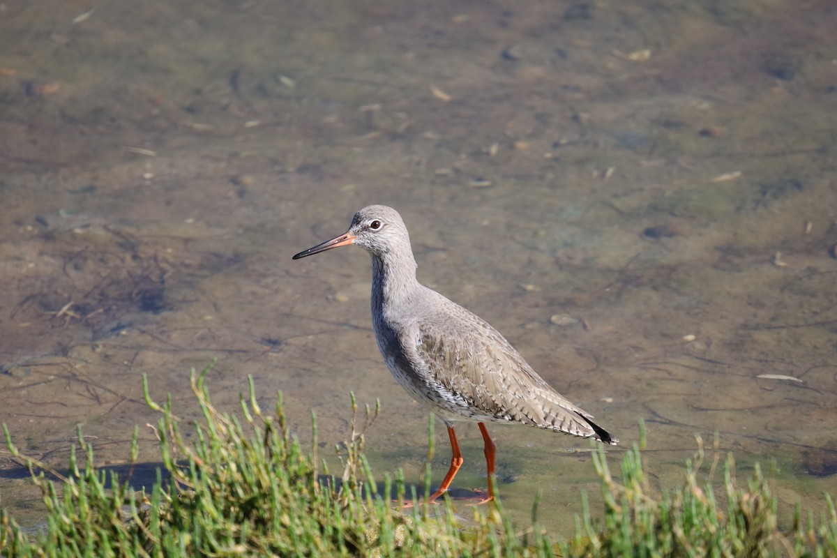 Common Redshank - ML613772565