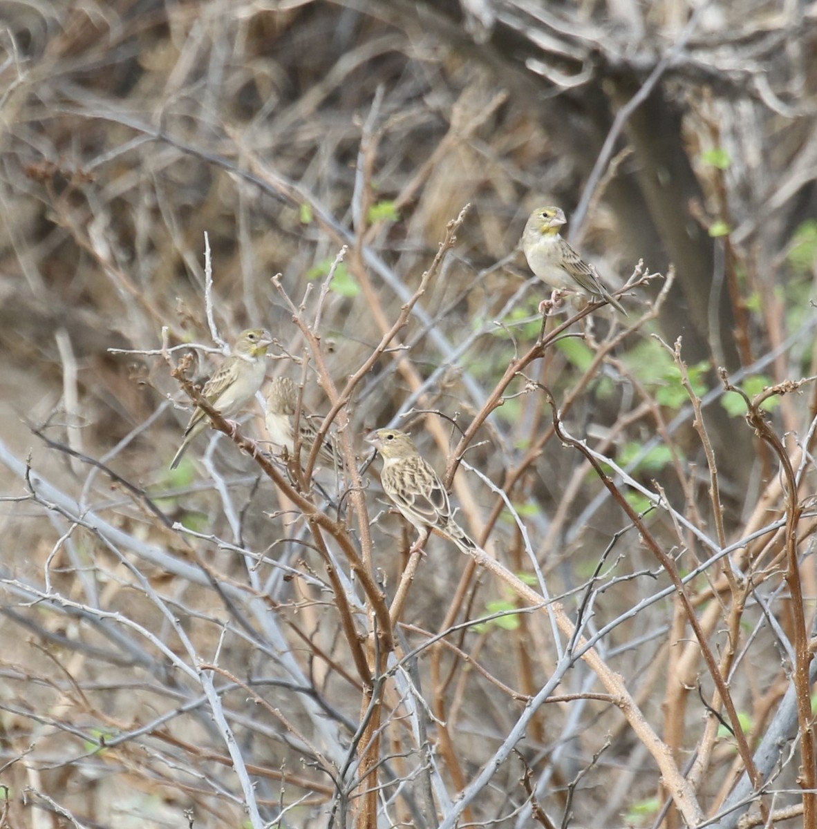 Sulphur-throated Finch - Bradley Waggoner