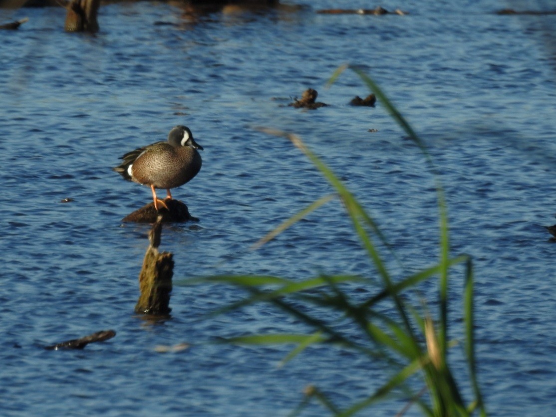 Blue-winged Teal - ML613772673