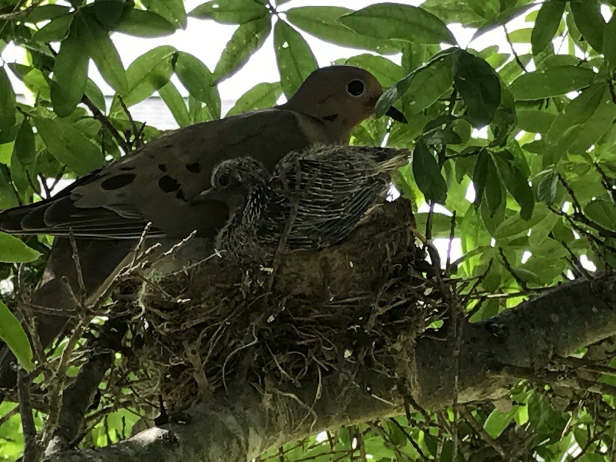 Mourning Dove - ML61377271